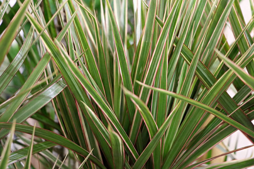 Dracaena Marginata, auch Gerandeter Drachenbaum