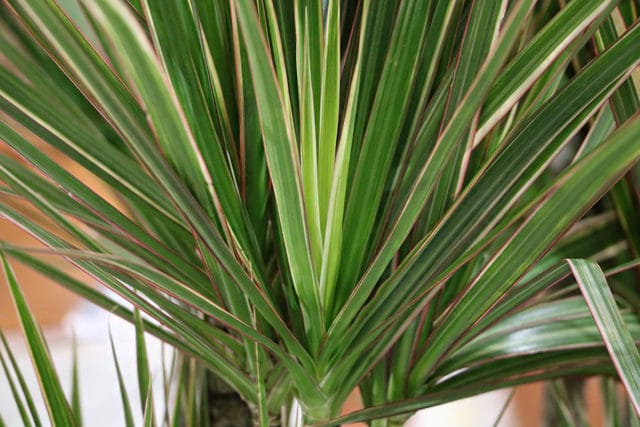 Dracaena Marginata