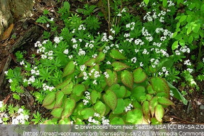 Epimedium