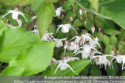 Epimedium grandiflorum