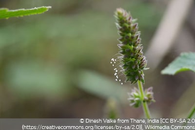 Florfliegenlarven Eier