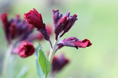 Erysimum cheiri