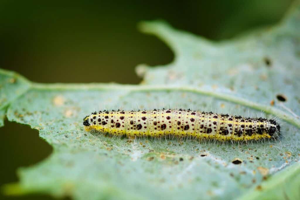 Großer Kohlweißling (Pieris brassicae)