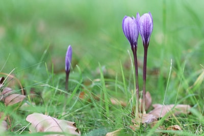 Colchicum autumnale