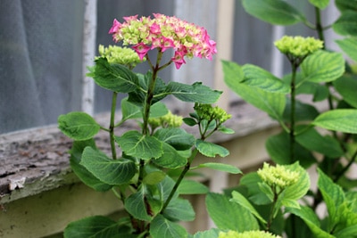 Hydrangea