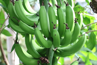 Banane, Musa basjoo