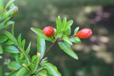 Granatapfel