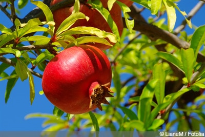 Granatapfel