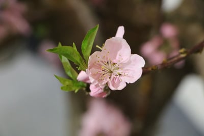 Nektarinenbaum