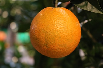 Orangenbaum