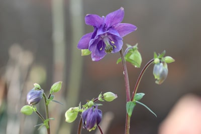 Akelei Aquilegia