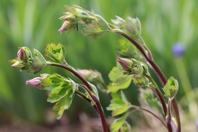 Akelei Aquilegia