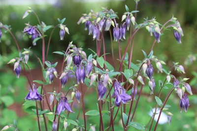 Akelei Aquilegia