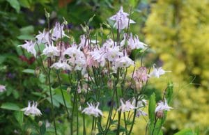 Akelei Aquilegia