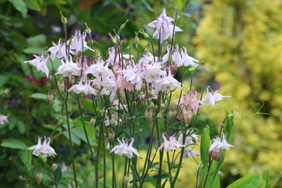 Akelei Aquilegia