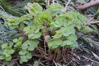 Akelei Aquilegia