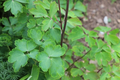 Akelei Aquilegia