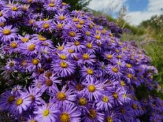 Alpen Aster