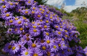 Alpen Aster