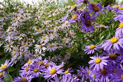 Alpen Aster