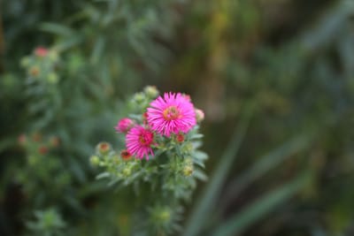 Alpen Aster