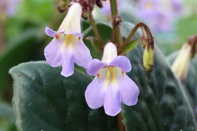 Drehfrucht Streptocarpus