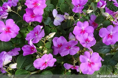 Fleißiges Lieschen Impatiens walleriana