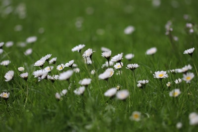 Gänseblümchen