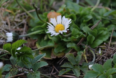 Gänseblümchen