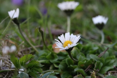 Gänseblümchen