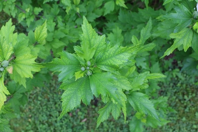 Gartenhibiskus