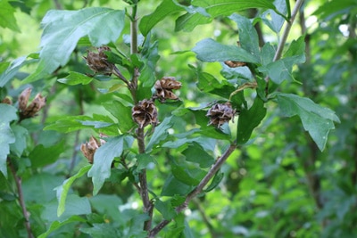 Gartenhibiskus