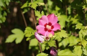 Hibiskus