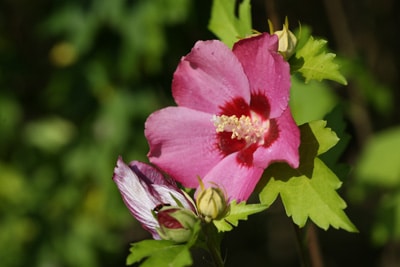 Hibiskus