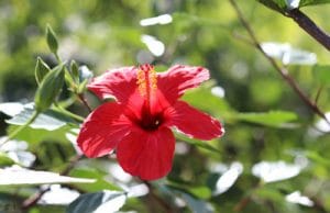 Hibiskus