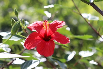 Hibiskus