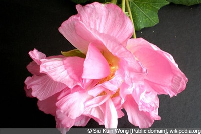 Hibiskus Double