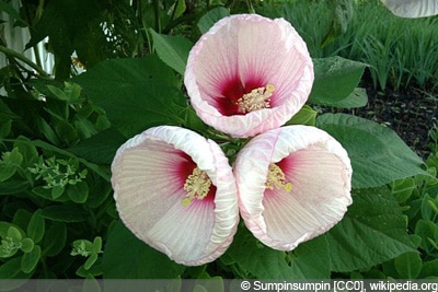 Hibiskus