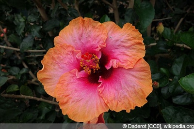 Hibiskus