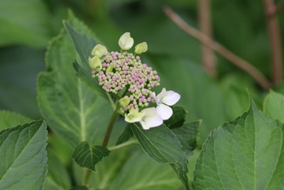 Bauernhortensie