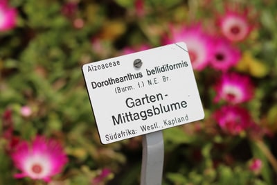 Mittagsblume