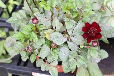 Sämerei Riesen-Schokoladenblume Verbesina fasciculata Schnellwüchsige Blume 
