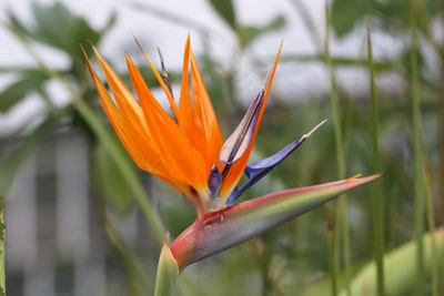 Strelitzie Strelitzia