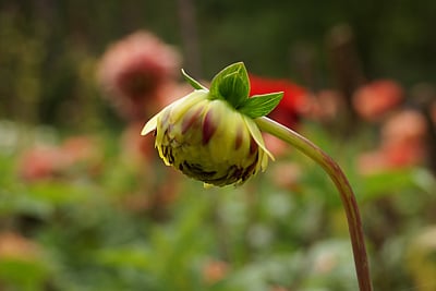 Zinnien Zinnia