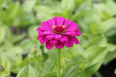 Zinnien Zinnia