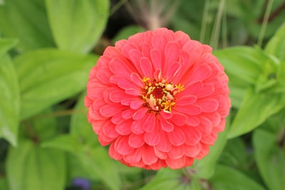 Zinnien Zinnia