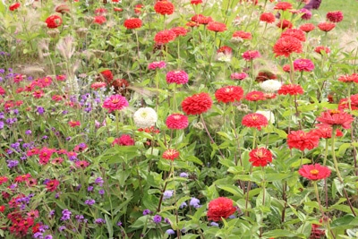 Zinnien Zinnia