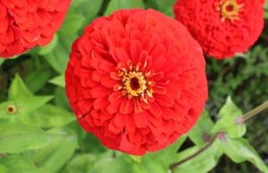 Zinnien Zinnia