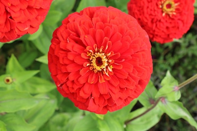 Zinnien Zinnia