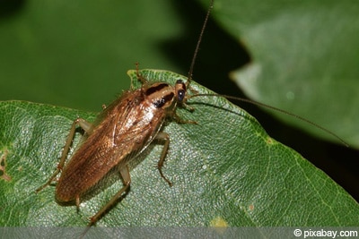 Schaben Insektenarten